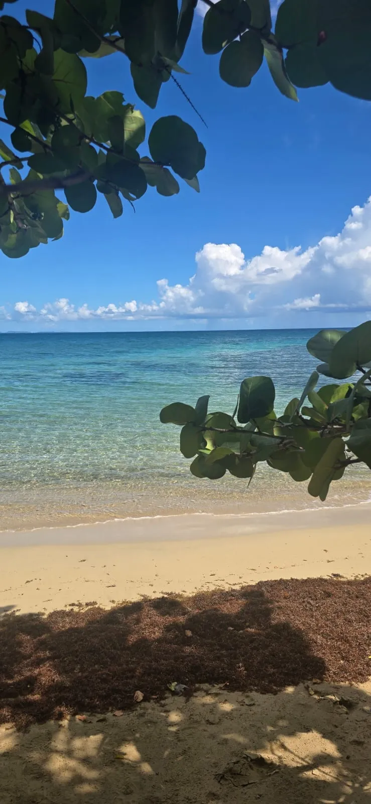 Agua turquesa frente a una playa de Vieques, con las ramas de un uvero de playa en primer plano